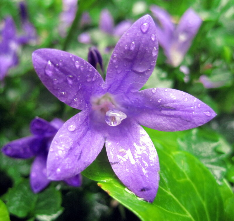 Purple Bellflower with Dew — Calm