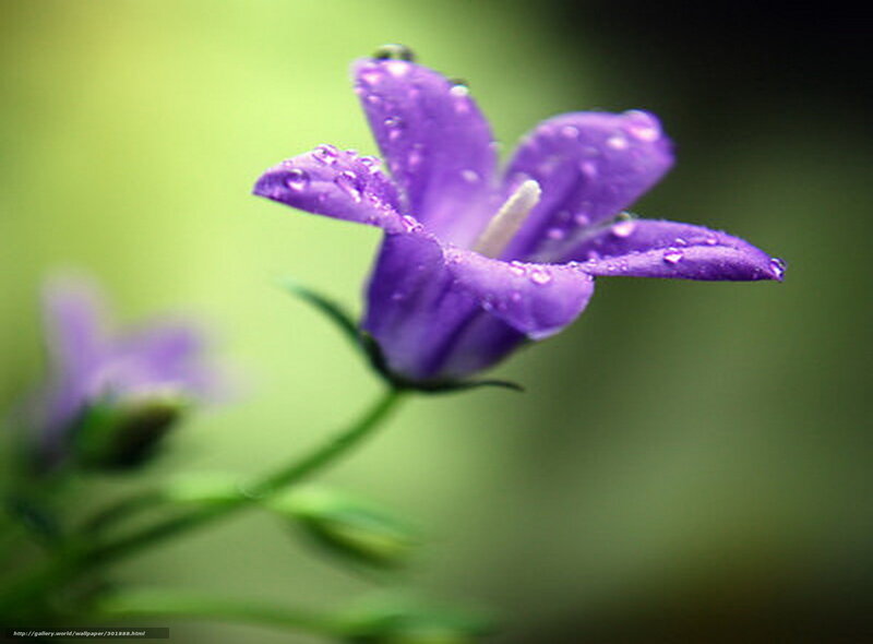 Purple Bellflower with Dew — Serene, Morning, Photograph