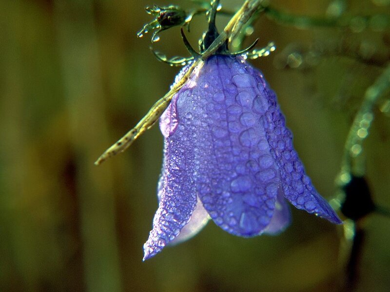 Purple Bellflower with Dew — Serene, Morning