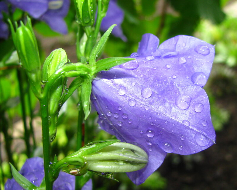 Purple Bellflower with Dew — Serene