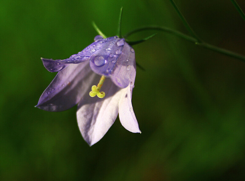 Purple Bellflower with Dew