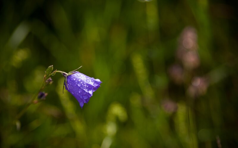 Purple bellflower with dewdrops