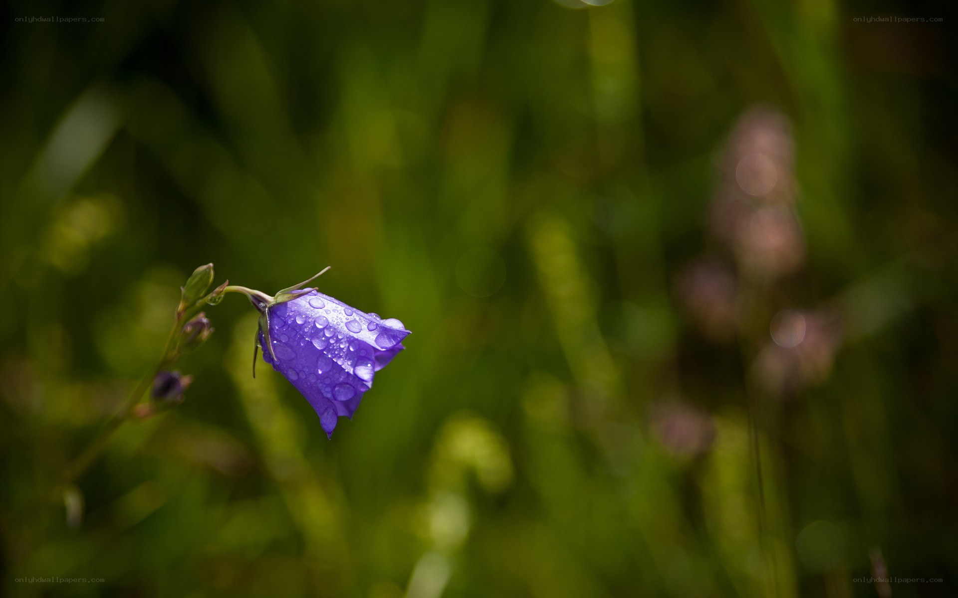 Purple bellflower with dewdrops