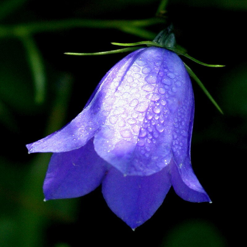Purple bellflower with dewdrops