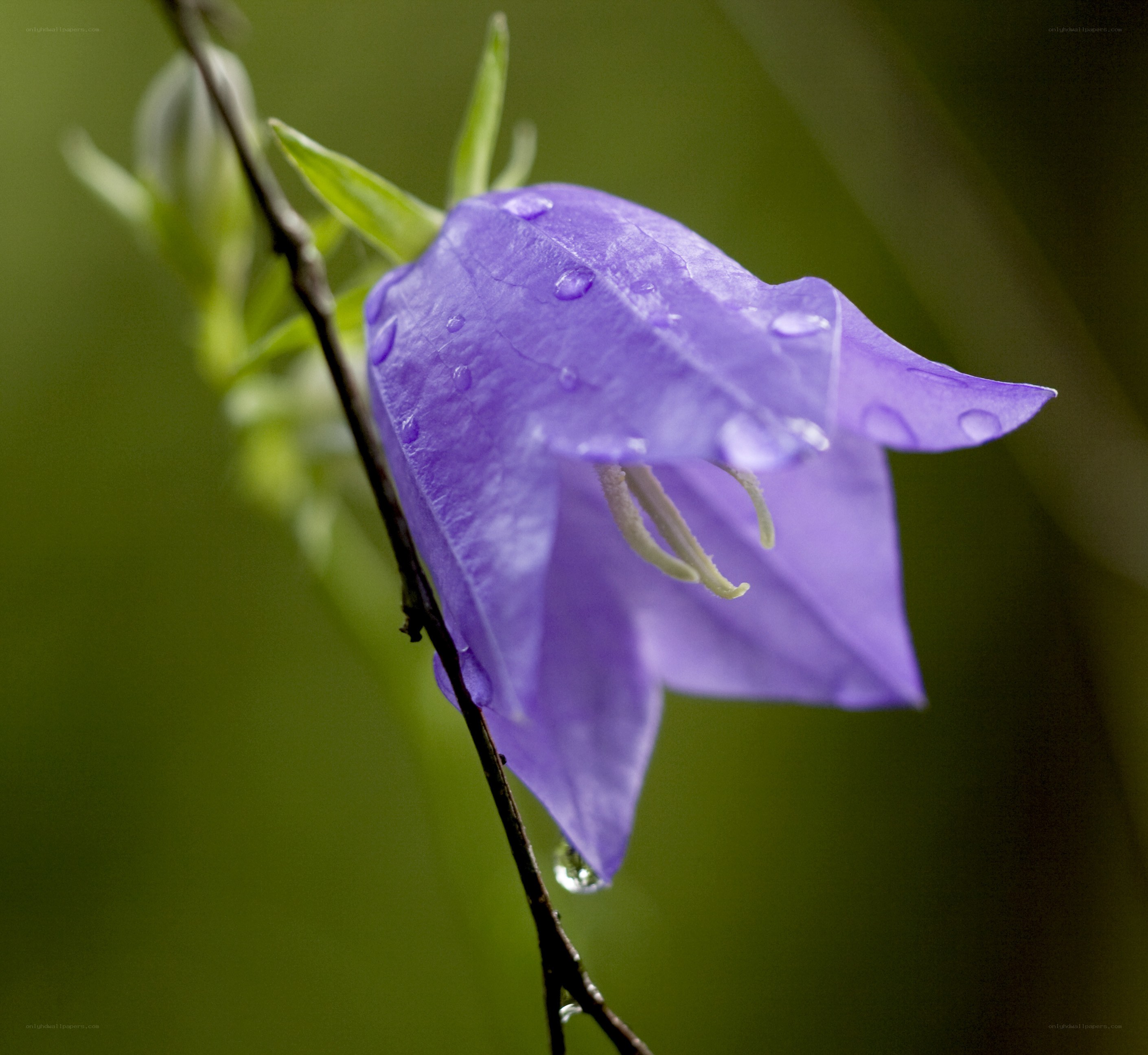 Purple bellflower with dewdrops