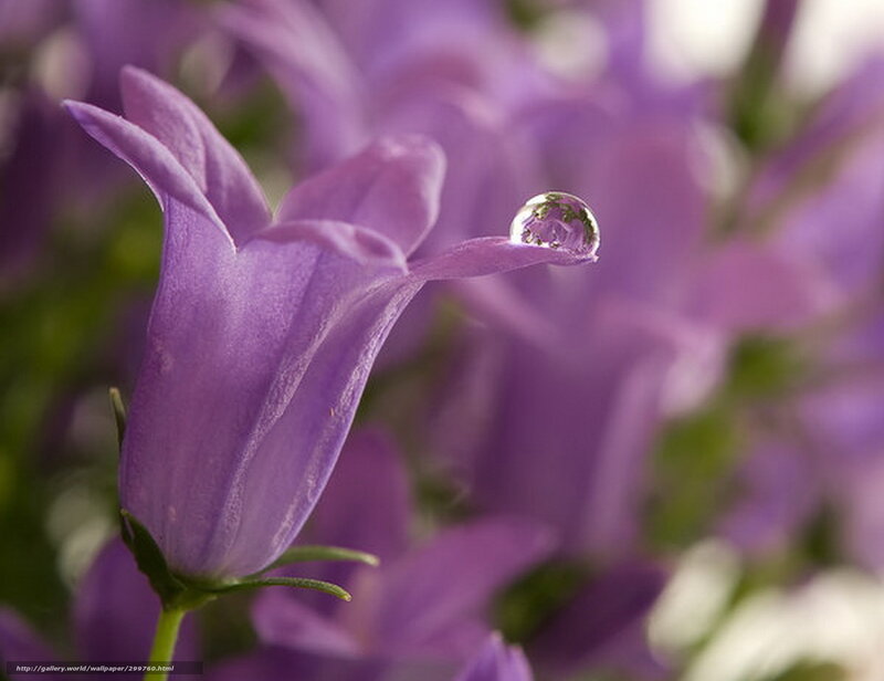 Purple Bellflower with Water Droplet — Serene