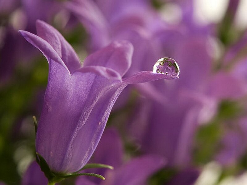 Purple Bellflower with Water Droplet