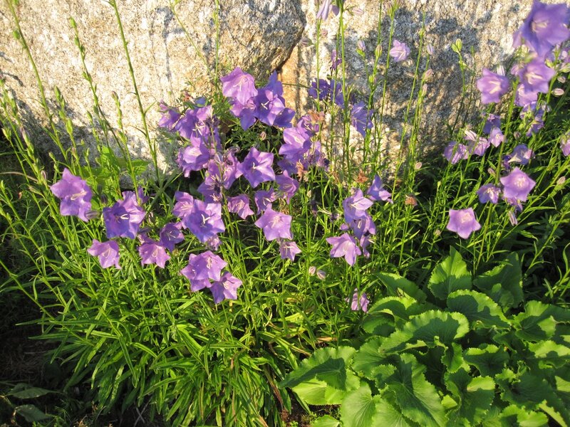 Purple Bellflowers by Rock