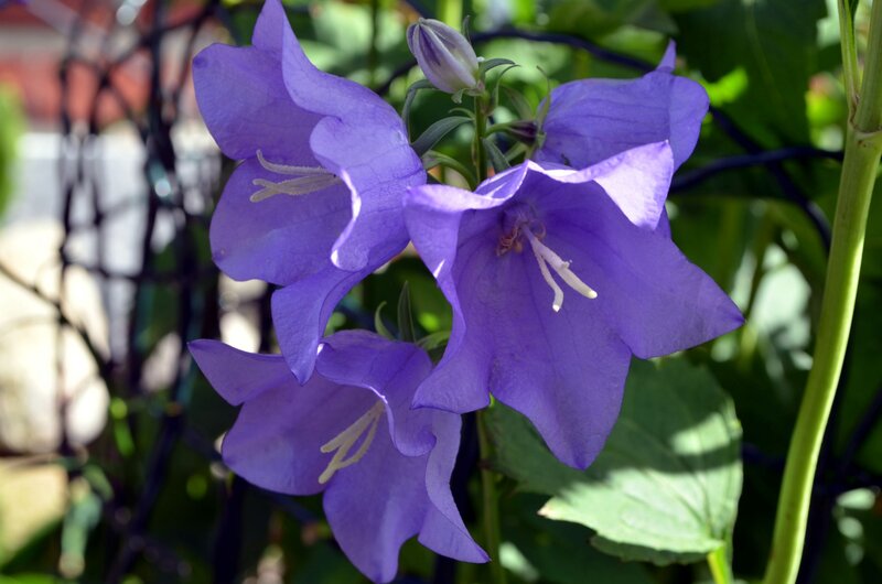 Purple Bellflowers — Calm, Afternoon