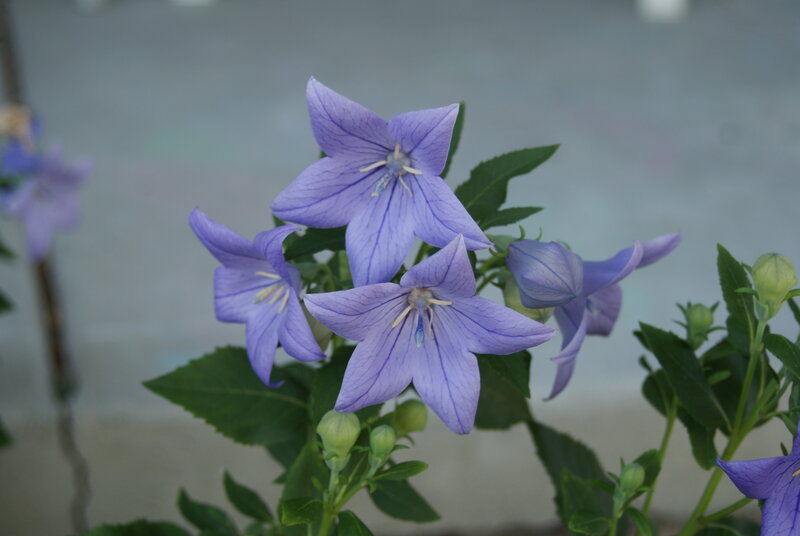 Purple Bellflowers — Calm