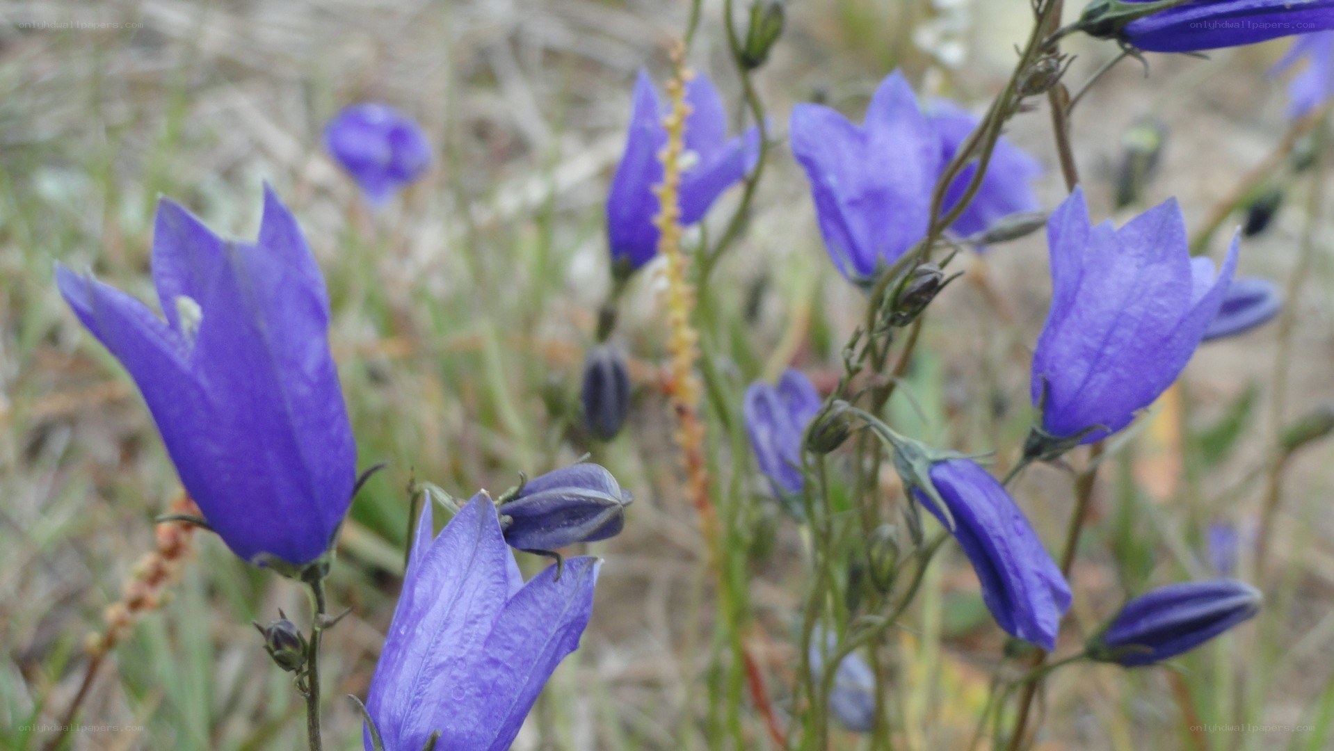 purple bellflowers in a field