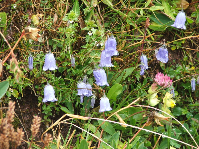 Purple bellflowers in a meadow