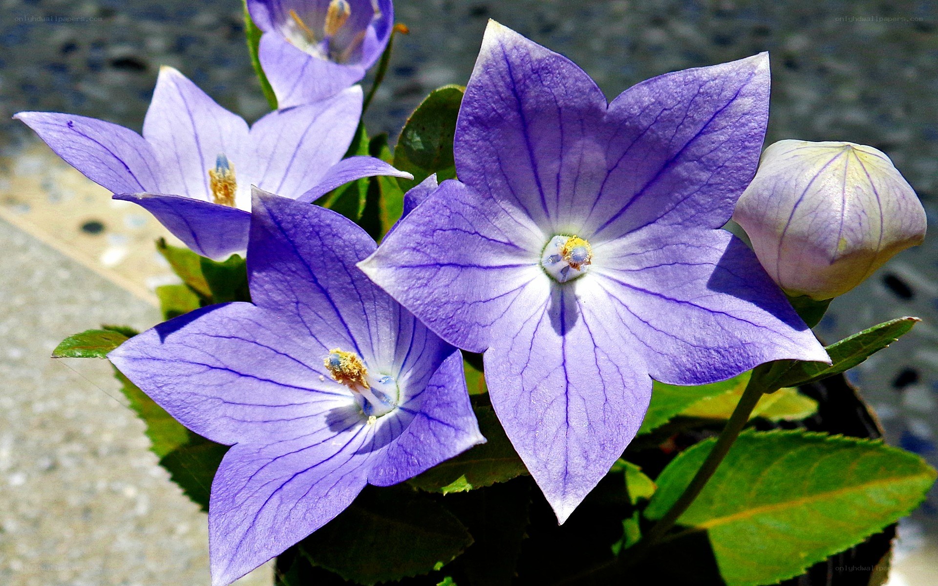 Purple bellflowers in bloom