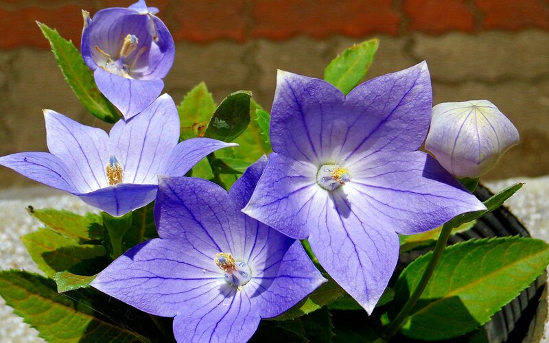 Purple bellflowers in bloom