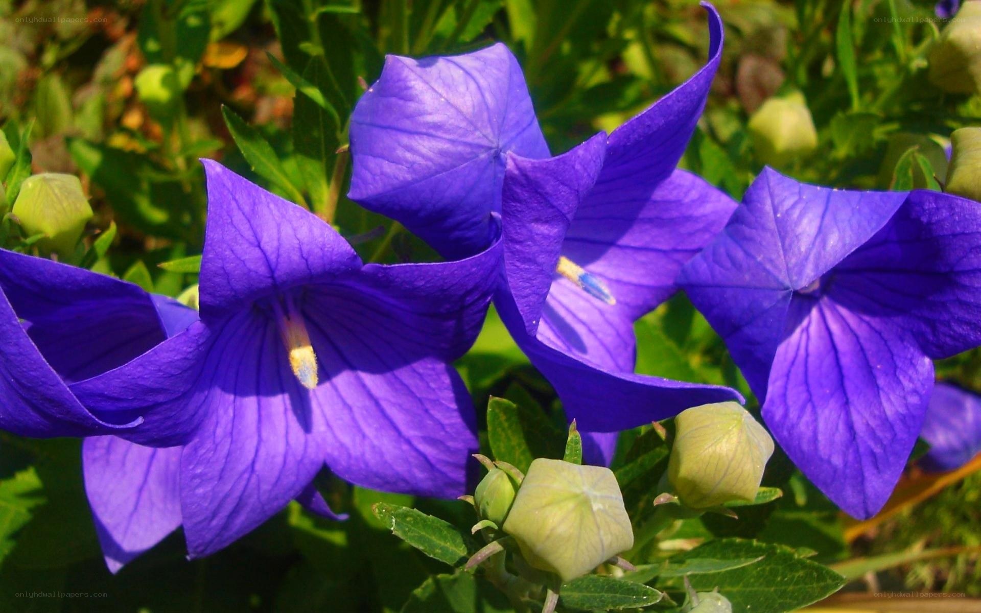 purple bellflowers in bloom