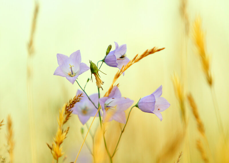 Purple Bellflowers in Field — Serene, Afternoon