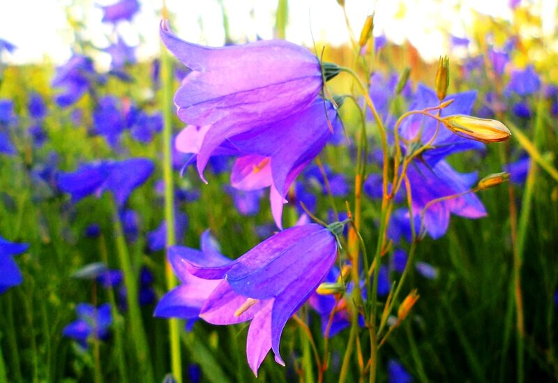 Purple Bellflowers in Field — Serene