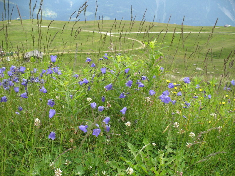 Purple Bellflowers in Field