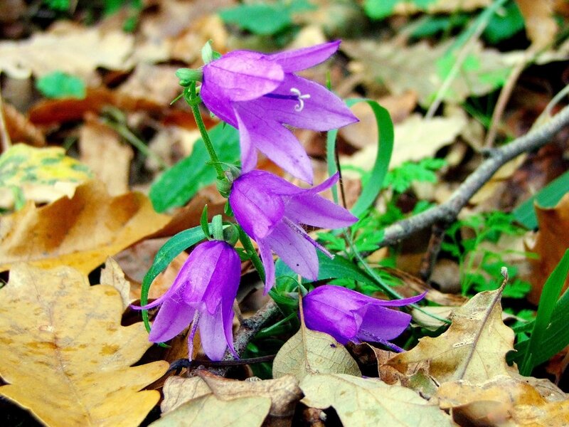Purple Bellflowers in Forest