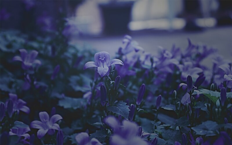 Purple Bellflowers in Garden — Calm