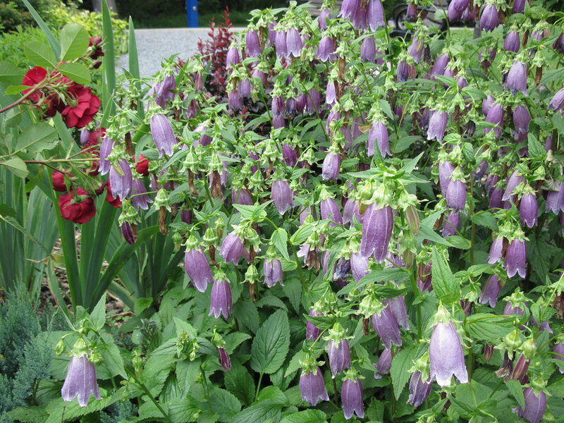 Purple Bellflowers in Garden