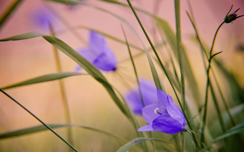 Purple Bellflowers in Grass — Serene