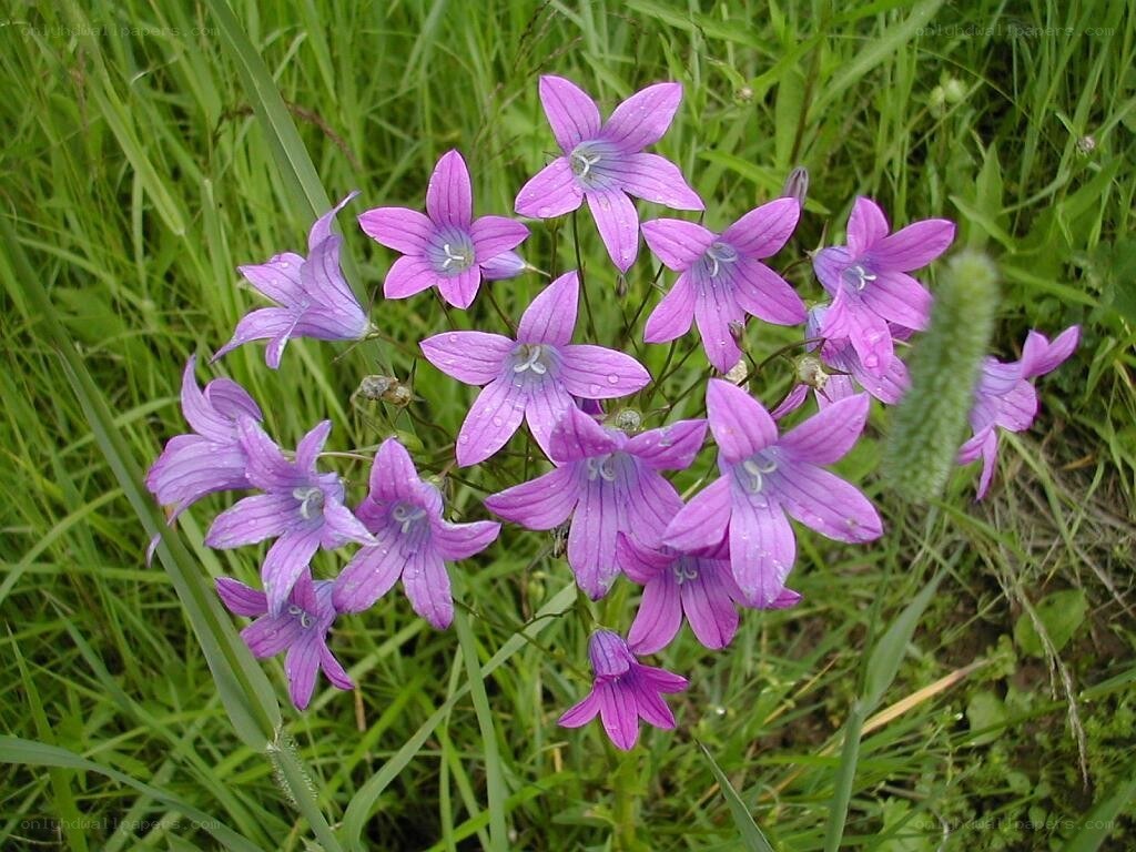 purple bellflowers in grass