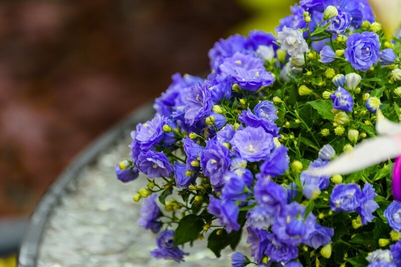 Purple Bellflowers in Pot