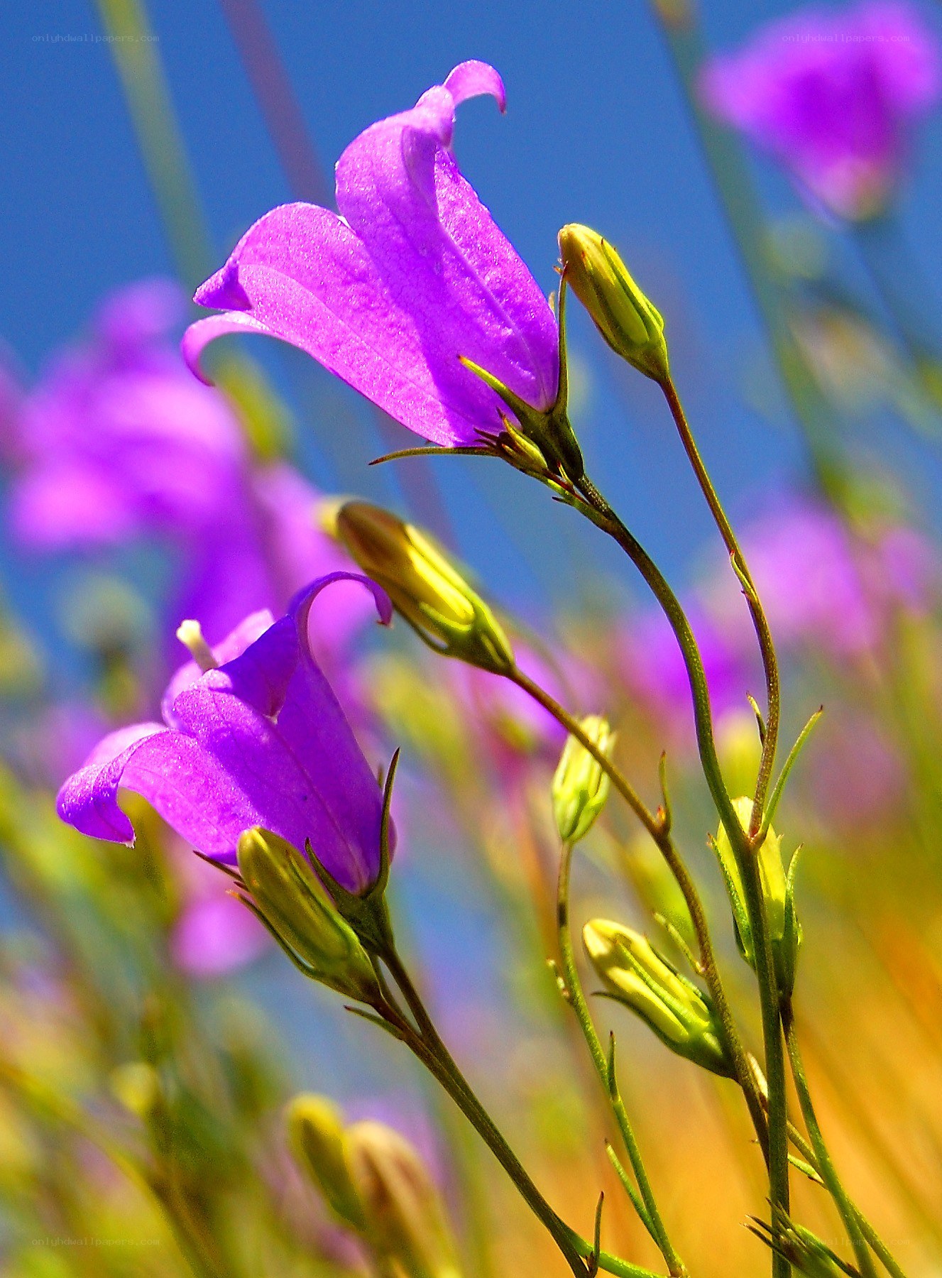 Purple bellflowers in sunlight