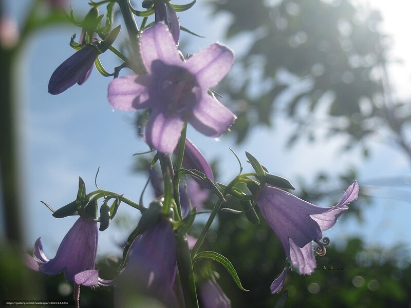 Purple bellflowers in sunlight