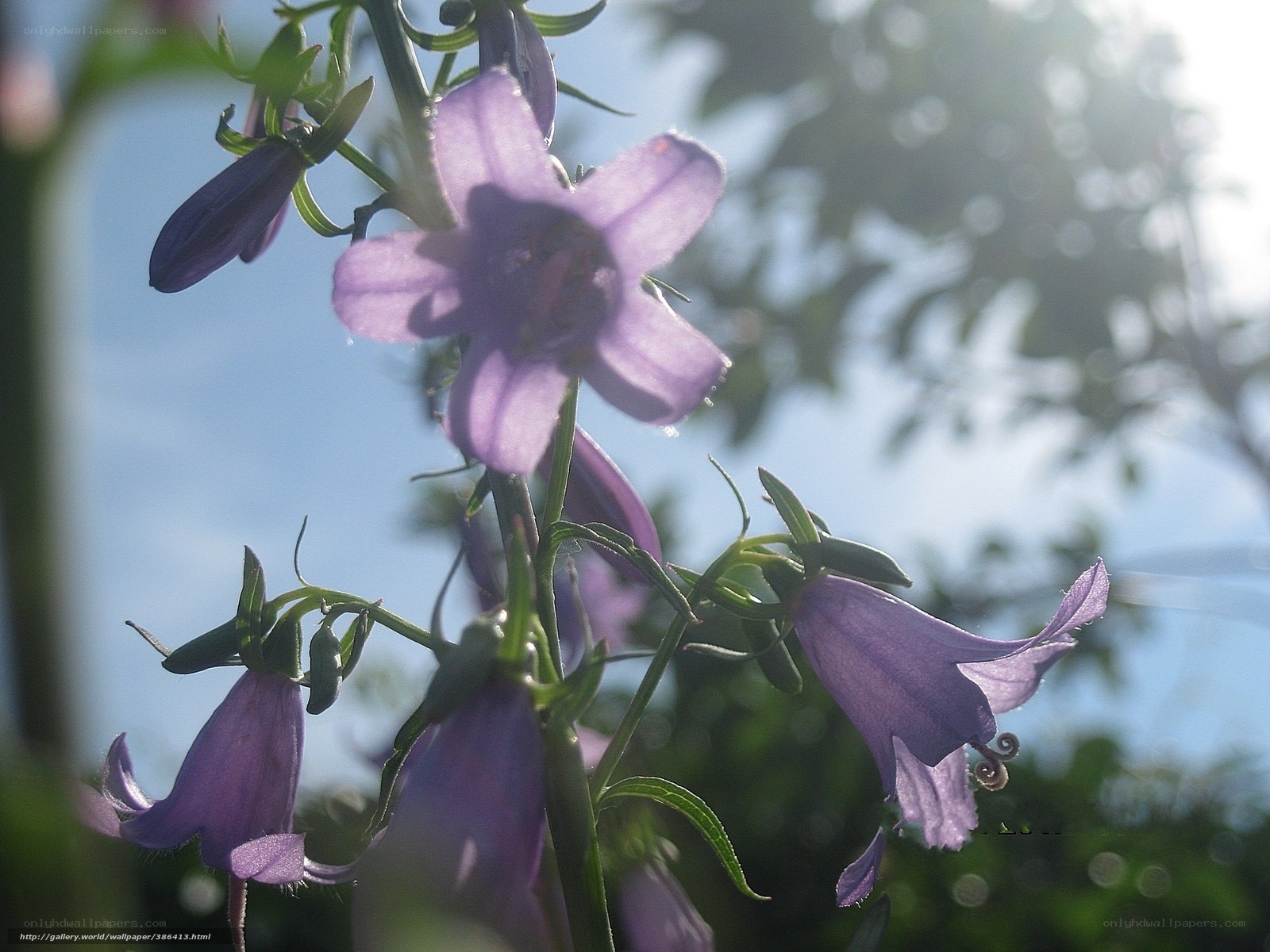 Purple bellflowers in sunlight