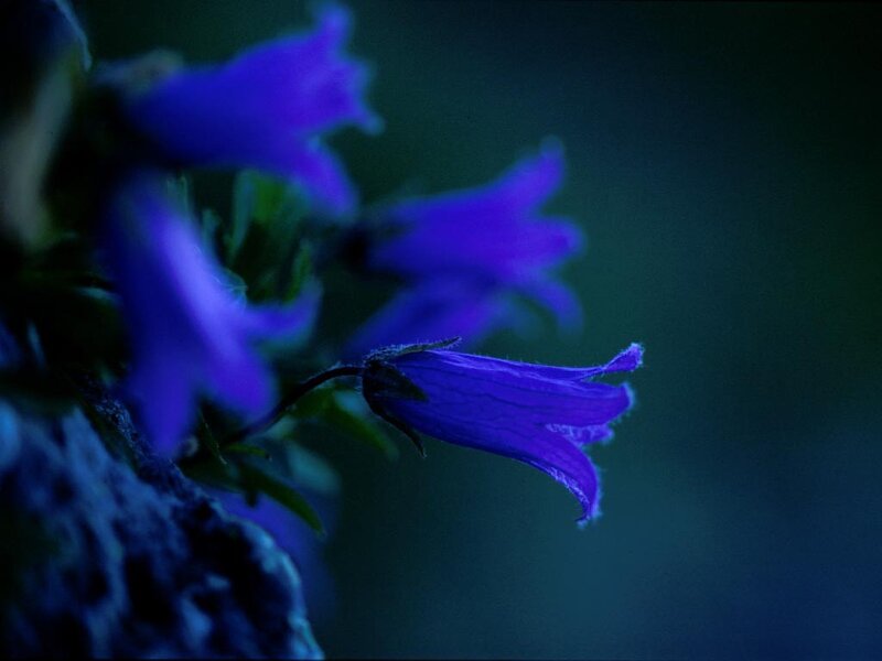 Purple bellflowers in the dark