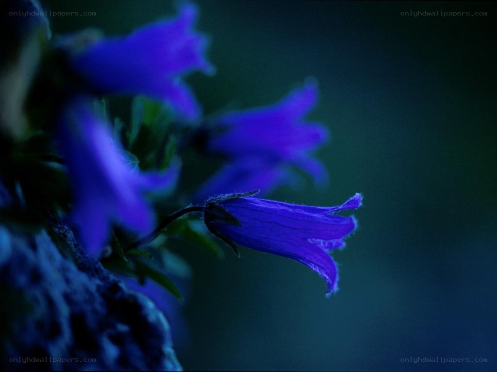 Purple bellflowers in the dark