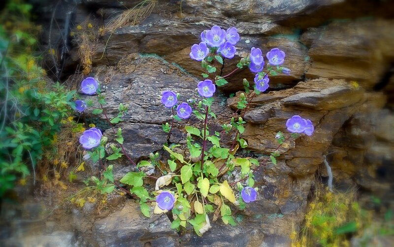 Purple Bellflowers on Rock — Serene