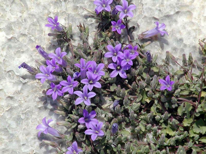 purple bellflowers on rock