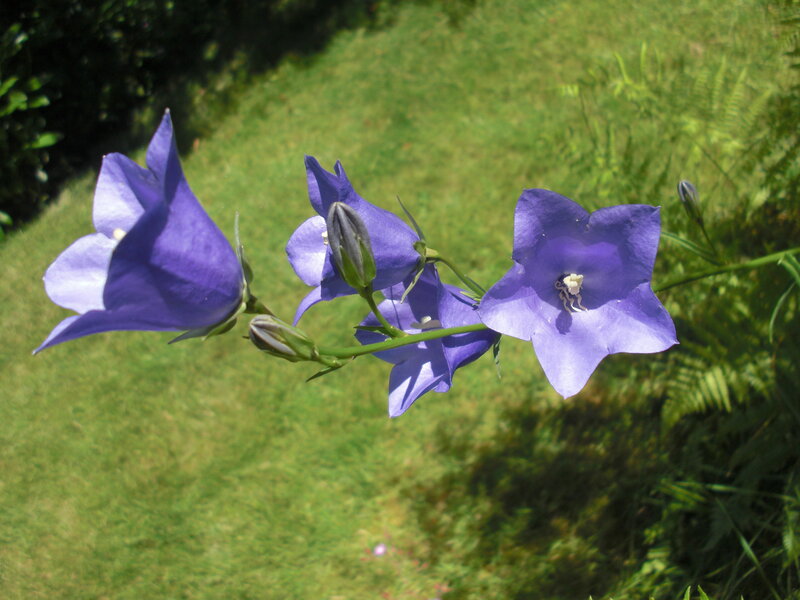 Purple Bellflowers on Stem