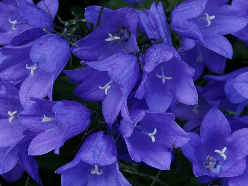 Purple Bellflowers
