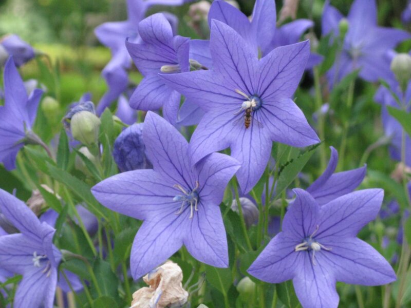 Purple Bellflowers with Bee