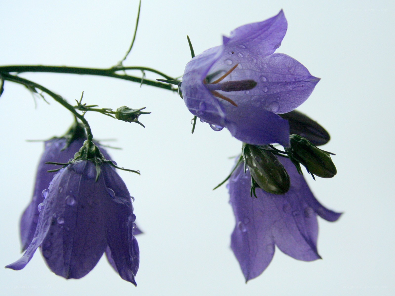 Purple bellflowers with dewdrops