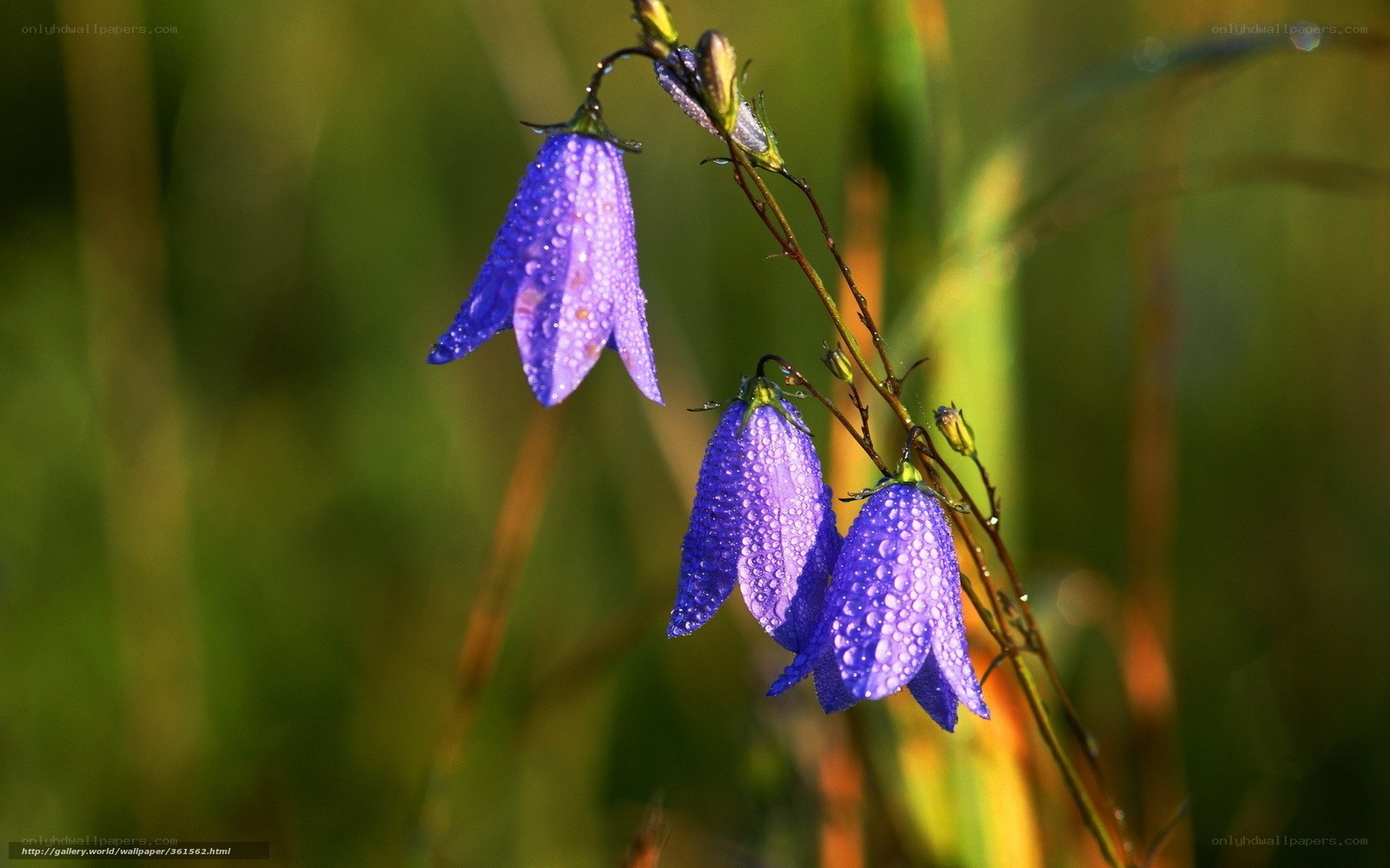 Purple bellflowers with dewdrops