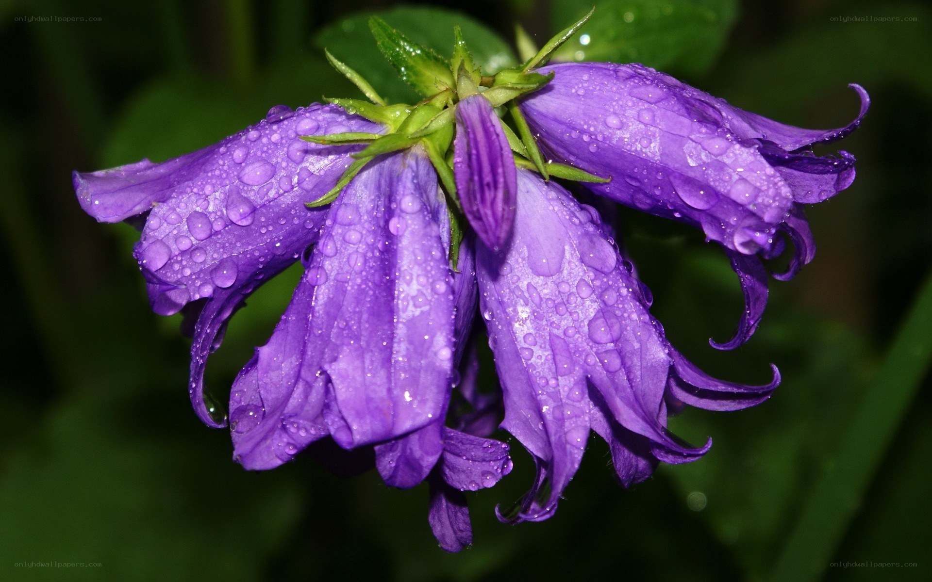 Purple bellflowers with water droplets