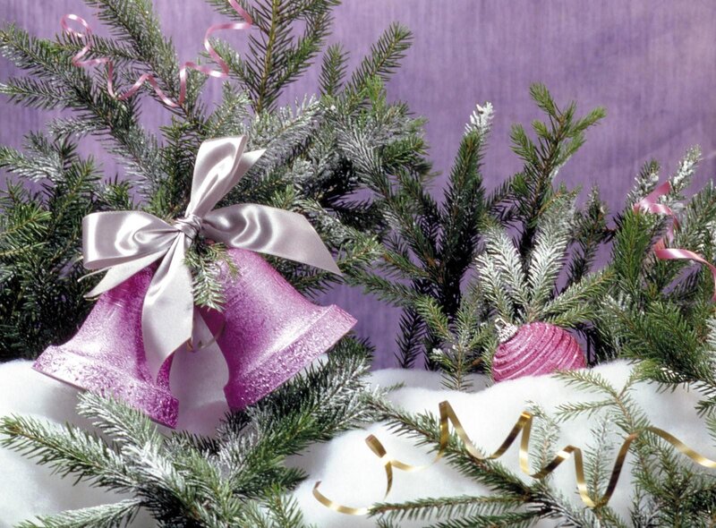 Purple bells on pine branches