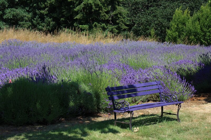 Purple Bench in Lavender Field