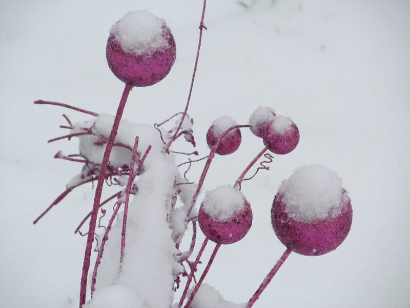 Purple Berries in Snow