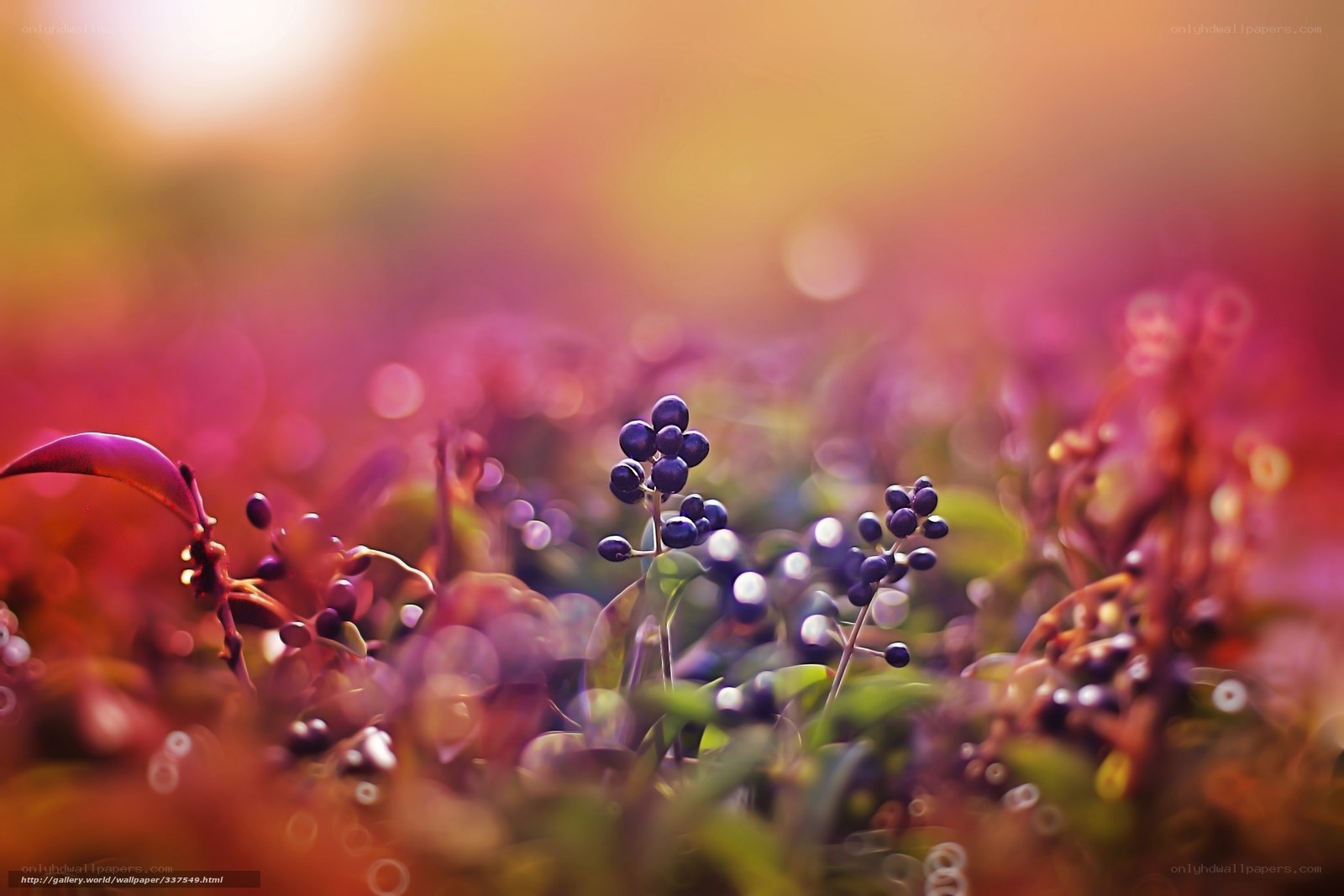 Purple berries in sunset light