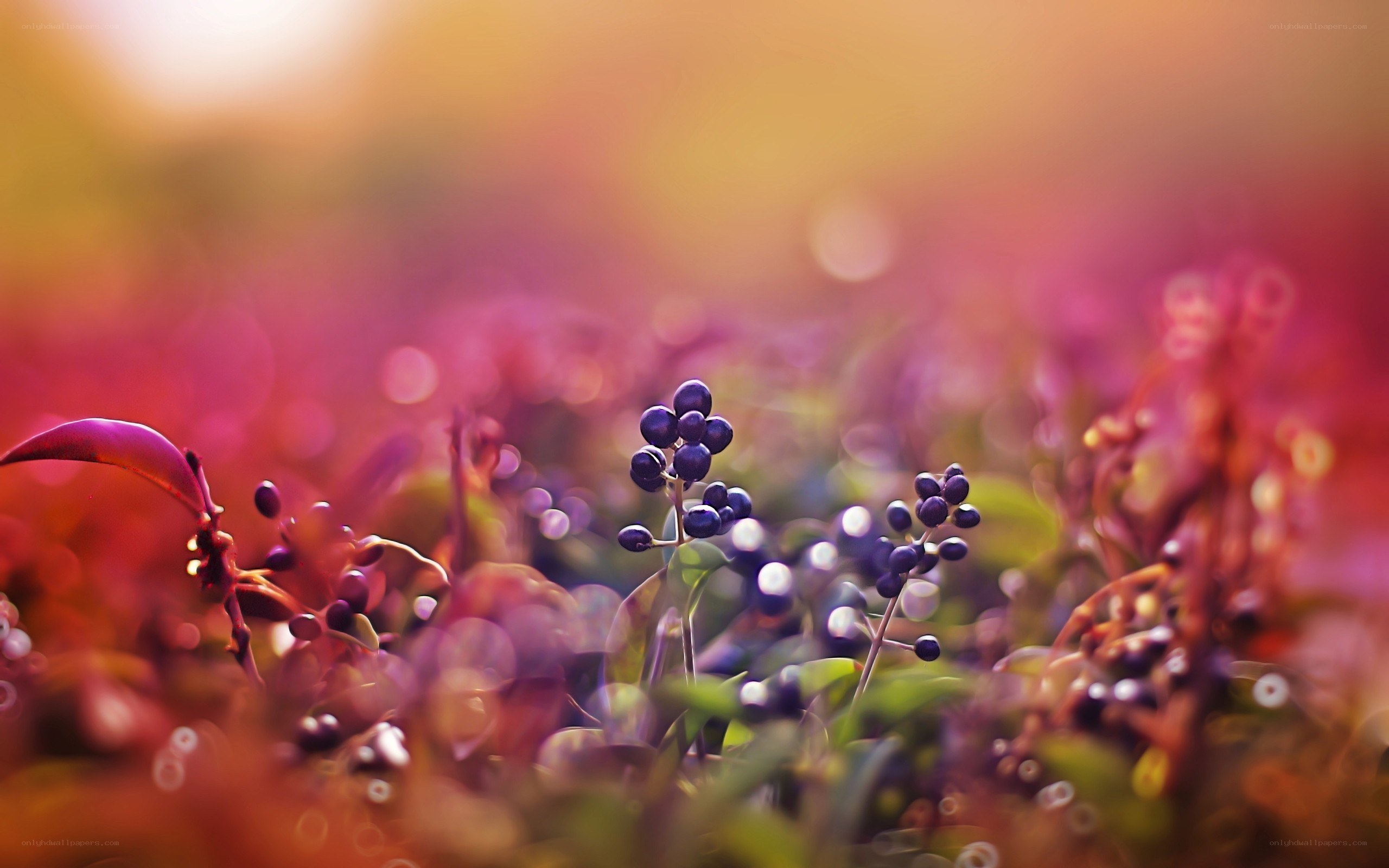purple berries in sunset light