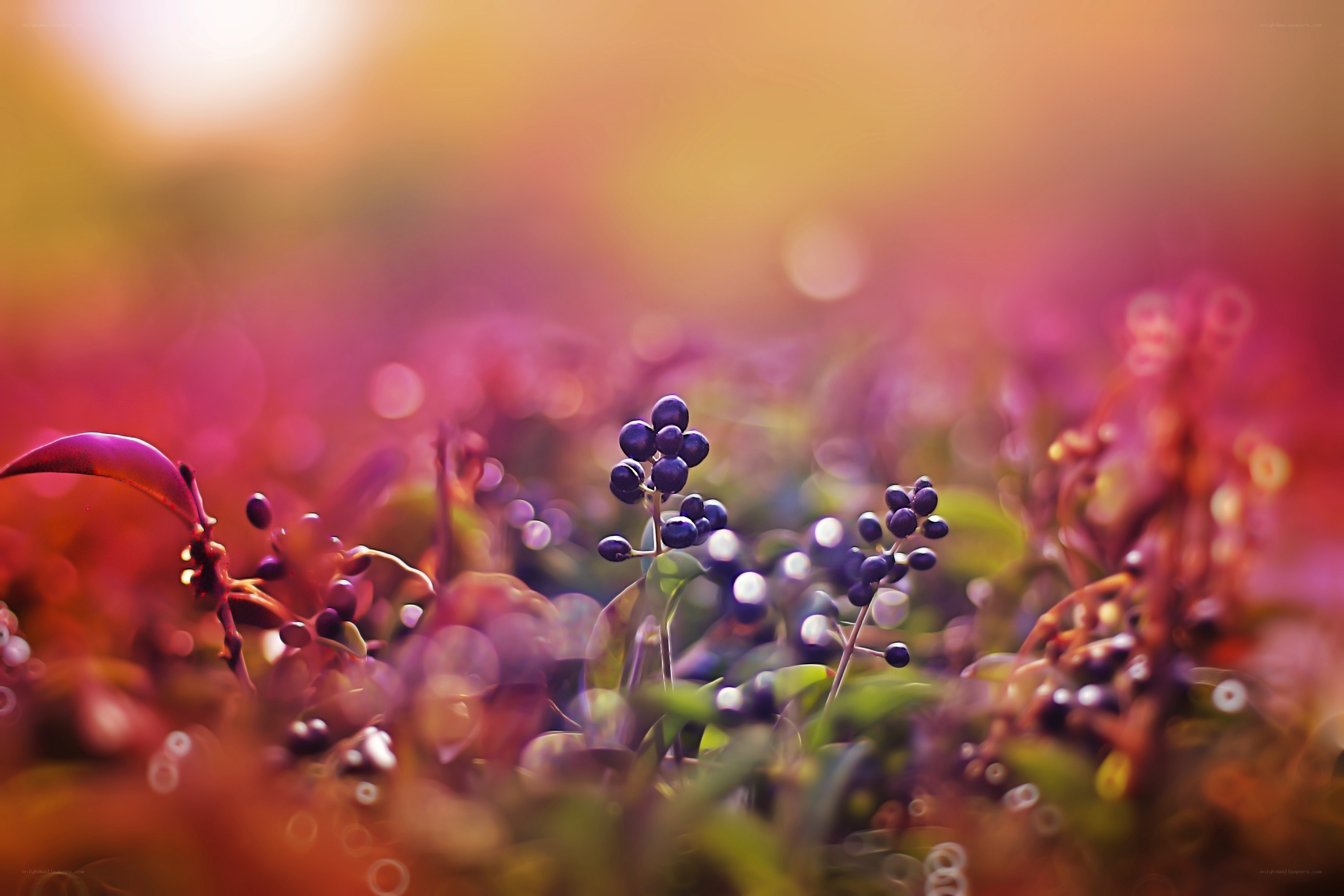 Purple berries in sunset light