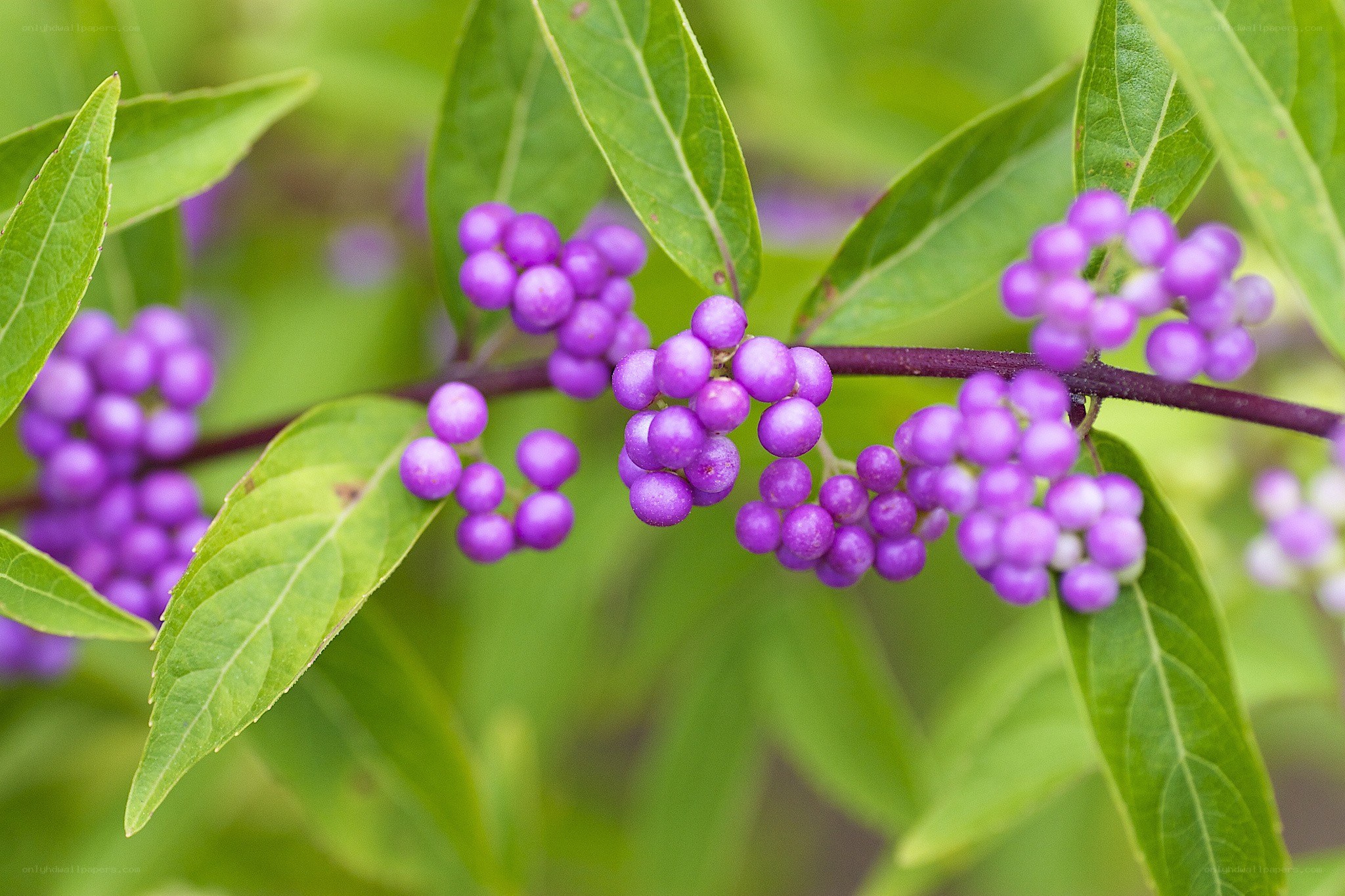 purple berries on a branch