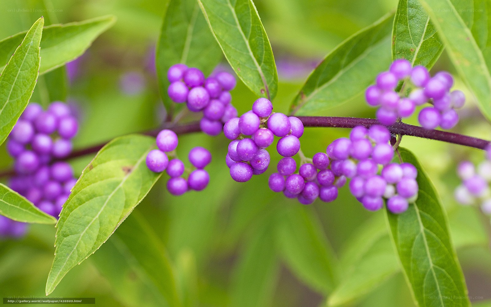 purple berries on a branch