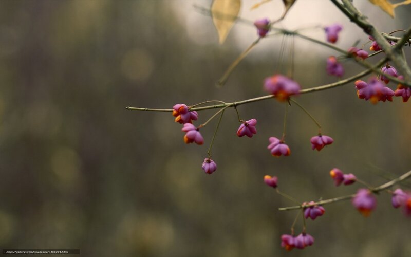 Purple berries on a branch